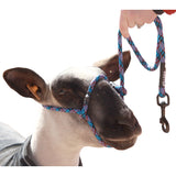 Sullivan Supply, Inc. Sheep Halter with Snap Lead Black Pink Teal Blue Fusion