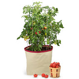 Homegrown Gourmet Harvest Grow Bags Tomato 14