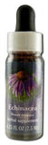 Flower Essence Services (fes) North American Flower Essences Echinacea