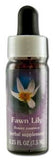 Flower Essence Services (fes) North American Flower Essences Fawn Lily