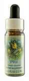Flower Essence Services (fes) Healing Herbs English Flower Essences Pine