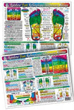 Inner Light Resources Original Laminated Charts Foot Reflex Chart (rainbow coded) eaches