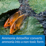 API Ammo Lock Ammonia Detoxifier for Ponds - 16 oz