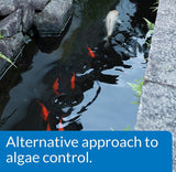 API PondCare Microbial Algae Clean Alternative Approach to Algae Control - 16 oz