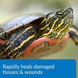 API Turtle Fix Treats Bacterial Infections - 4 oz