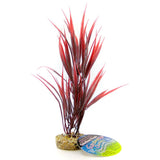Blue Ribbon Sword Plant with Gravel Base Red - 10
