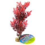 Blue Ribbon Bush Plant with Gravel Base Red - 8" tall