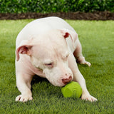 Chuckit Erratic Ball for Dogs - Medium - 2 count