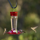 More Birds Ruby Glass Hummingbird Feeder