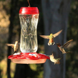 More Birds Orion Glass Hummingbird Feeder