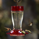 More Birds Big Gulp Glass Hummingbird Feeder