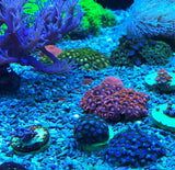 Seachem Reef Dip Coral Disinfectant - 3.4 oz