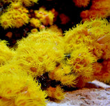 Seachem Reef Advantage Magnesium Raises Magnesium for Aquariums - 10.6 oz