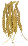 Sunseed Golden Millet Spray Natural Bird Treat - 5 lb