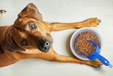 Van Ness Pet Food Scoop with Ergonomic Grip - Small