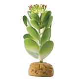 Exo Terra Desert Jade Cactus Terrarium Plant